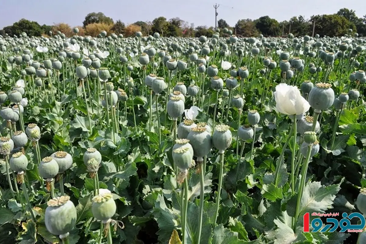 سرانجام کشت خشخاش در کشور چه شد؟