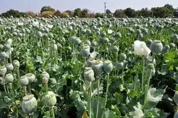 احتمال رفع یک ممنوعیت در ایران بعد از ۴۷ سال / خبر مهم اعلام شد