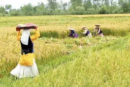 کاه رکورد زد، جو ۲ برابر شد / آمار رسمی مرکز آمار از گرانی ۸ تا ۲۰۵ درصدی