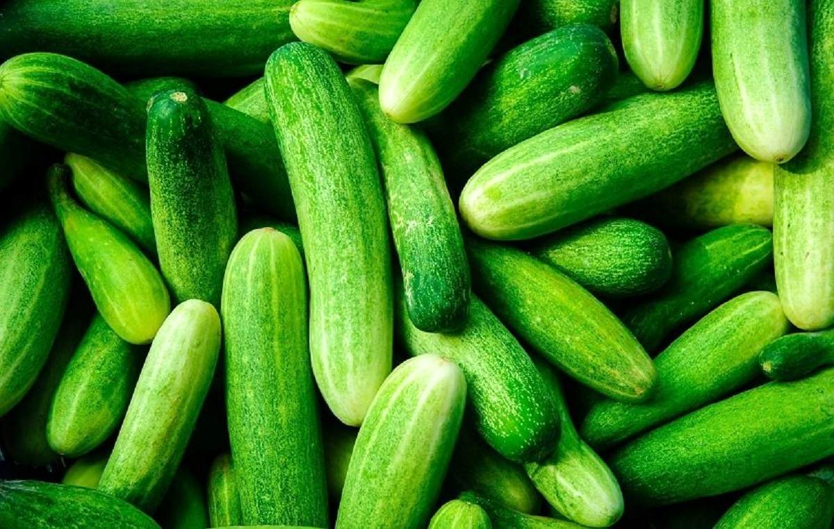 انفجار قیمت خیار در بحران کم آبی!