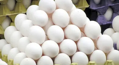 قیمت یک شانه تخم مرغ عجیب و فضایی شد - دی ۱۴۰۴