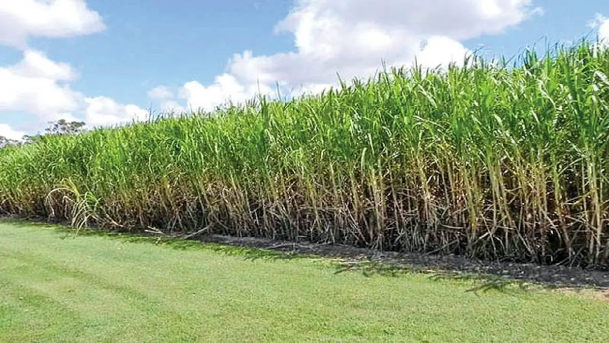 صادرات تفاله این محصولات آزاد شد