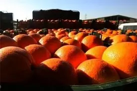 تکلیف پرتقال های رنگی یکسره شد / مردم دل نگران حتما بخوانند