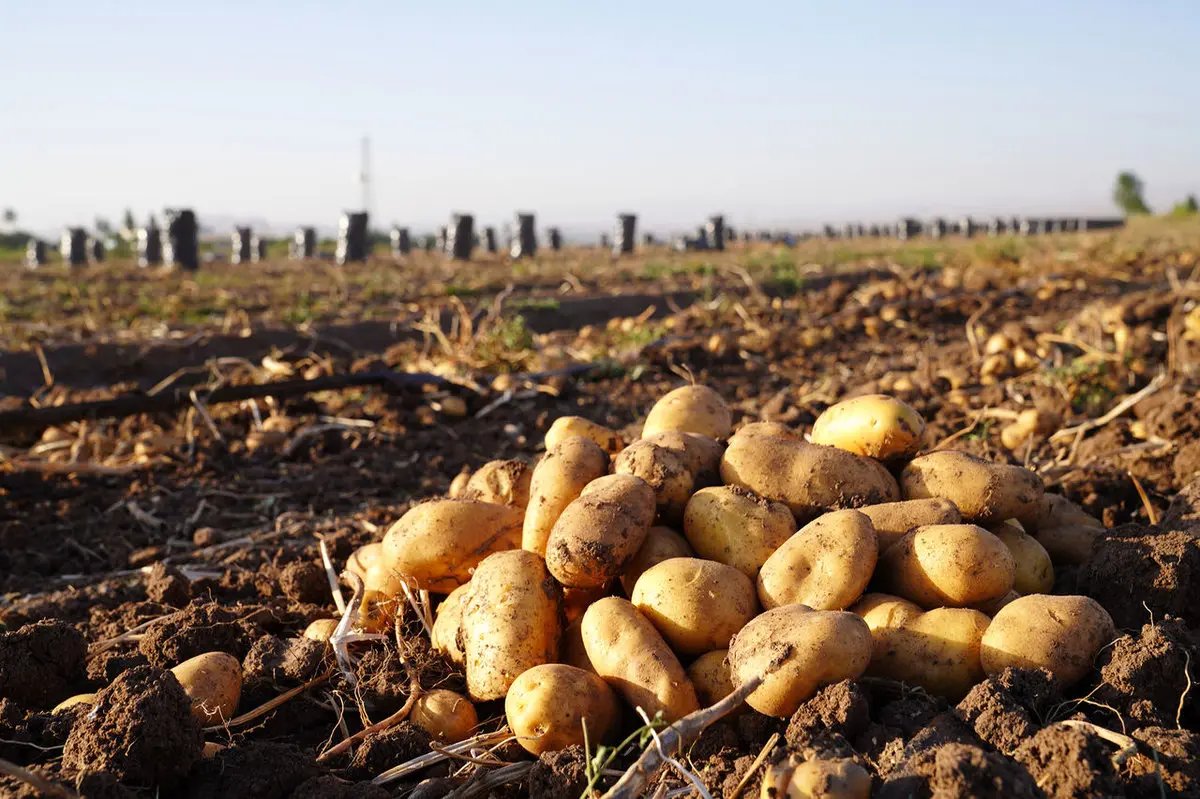 حرکت اساسی درباره صادرات سیب زمینی و پیاز