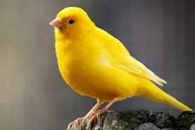 معاوضه قناری با ۴.۵ کیلو طلا در ایران!