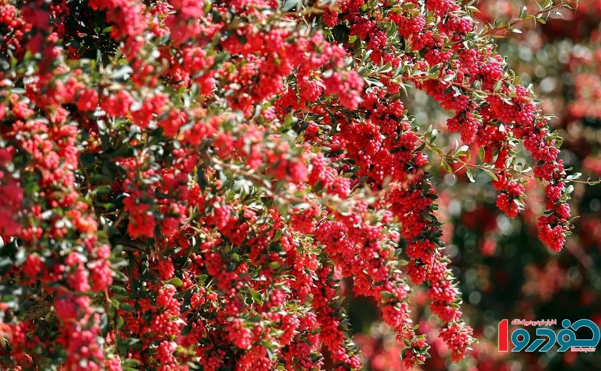 ۱۶ کشور طرفدار این محصول ایران شدند