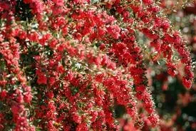 ۱۶ کشور طرفدار این محصول ایران شدند