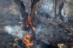 میزان آسیب در آتش‌سوزی جنگل‌های مازندران مشخص شد