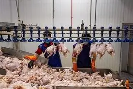 اتفاق عجیب برای قیمت مرغ 