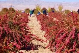 این ۱۶ کشور طرفدار پر و پا قرص محصول قرمز ایران شدند!