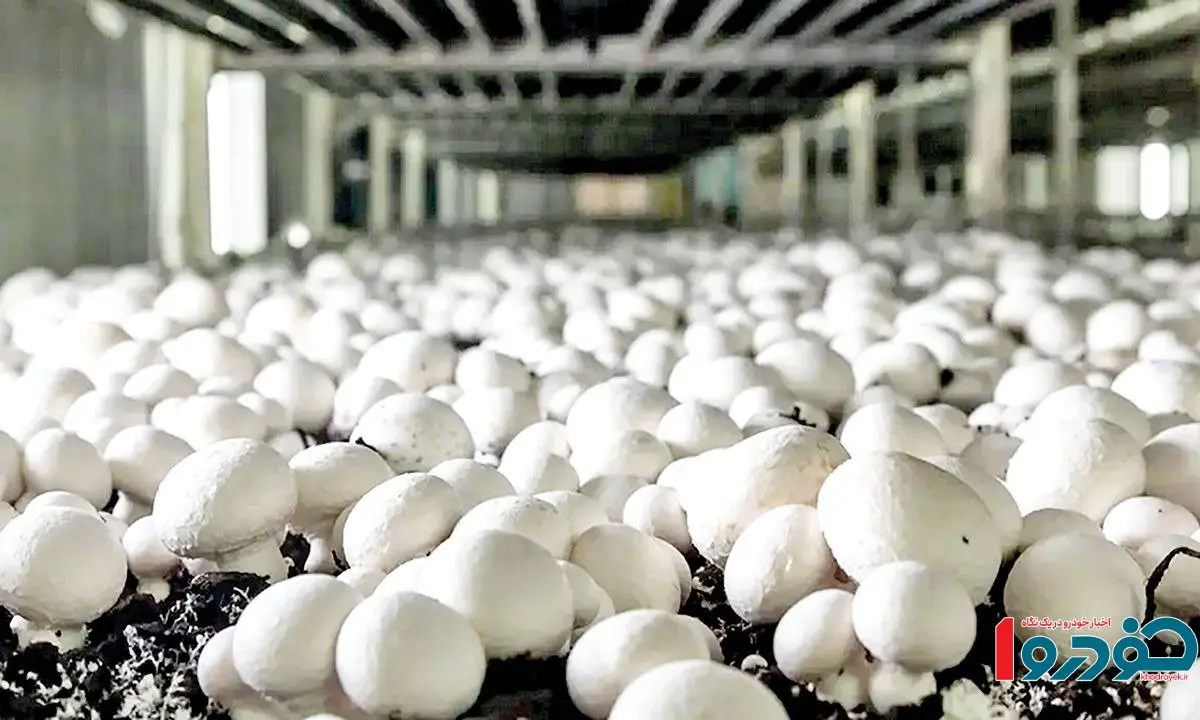 فروش قارچ بالاتر از این قیمت تخلف است