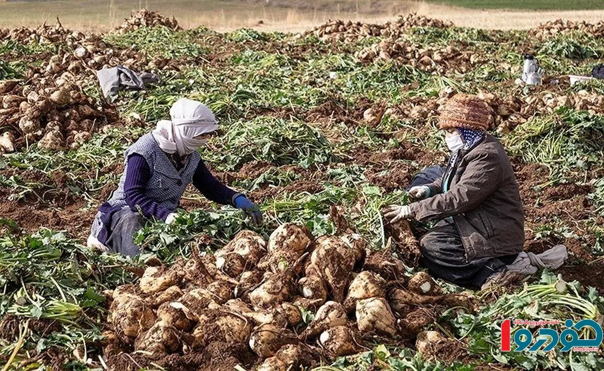 کام شیراز شیرین شد