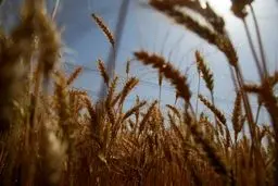 اعلام قیمت منطقی خرید تضمینی گندم 