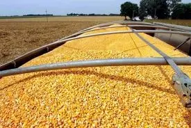 ایران این محصول مهم را از ۱۵ کشور وارد می‌کند 