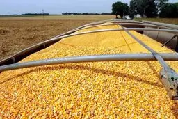 ایران این محصول مهم را از ۱۵ کشور وارد می‌کند 