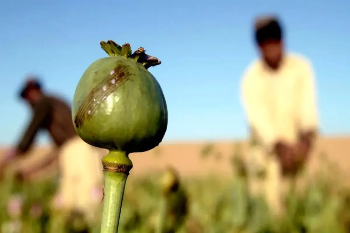  دستور صریح دادستان کل/ هرگز سراغ این محصول نروید!