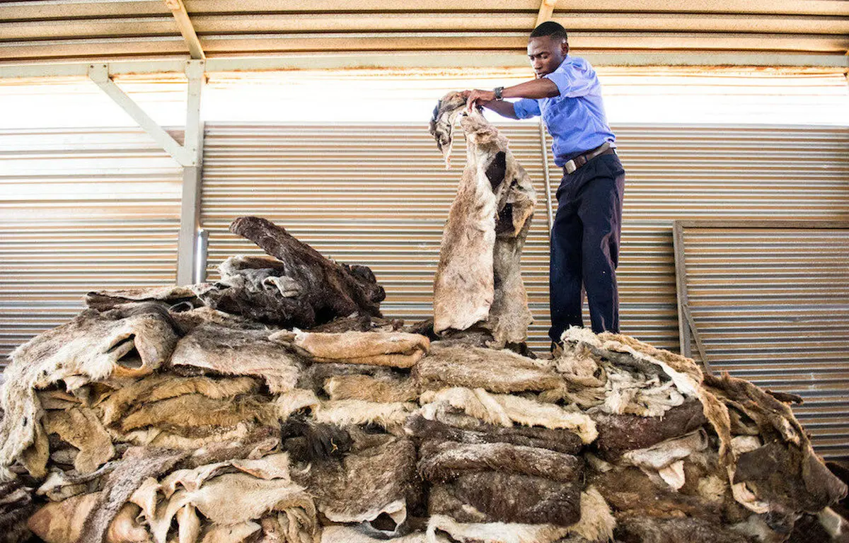 فاجعه وحشتناک با تجارت پوست الاغ!