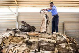 فاجعه وحشتناک با تجارت پوست الاغ!