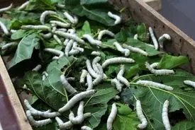 پیله ابریشم چقدر قیمت دارد؟