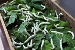 پیله ابریشم چقدر قیمت دارد؟