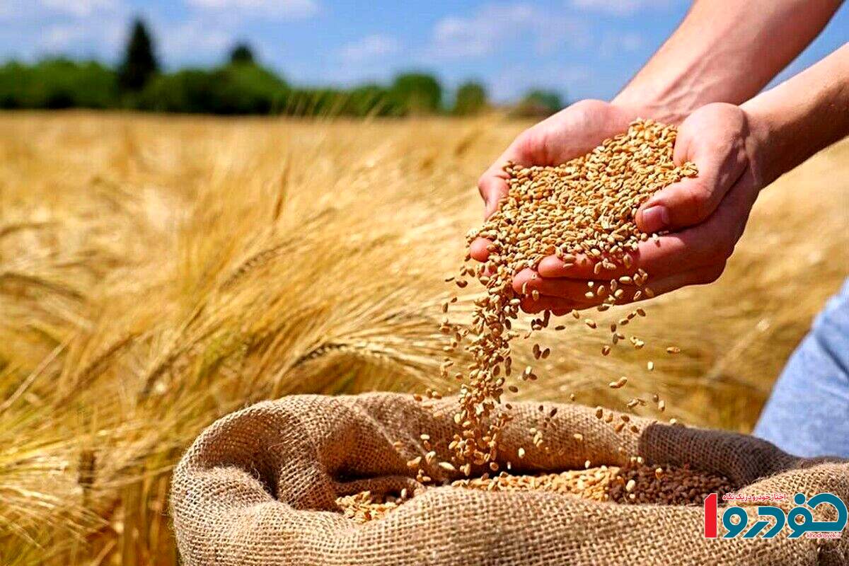 قیمت خرید تضمینی گندم رسما مشخص شد