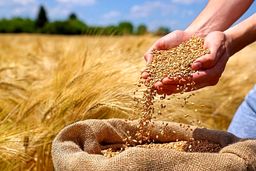 قیمت گندم آب رفت!