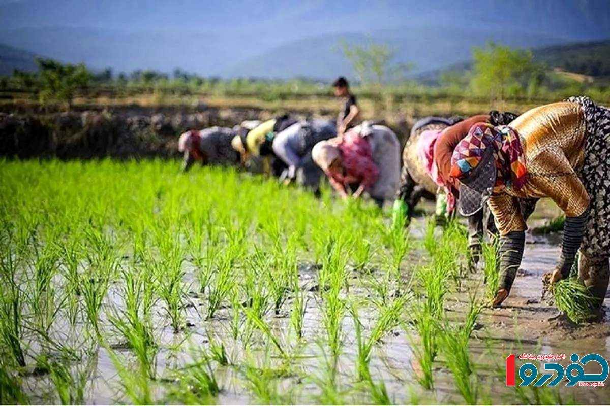 چالشهای برنجکاران گیلانی زیاد شد