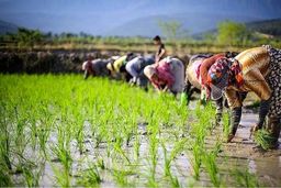 چالش‌های برنج‌کاران گیلانی زیاد شد