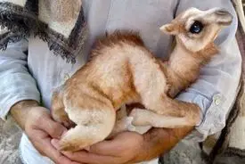 بازار عجیب فروش گوشت بچه شتر / قیمت میلیونی!