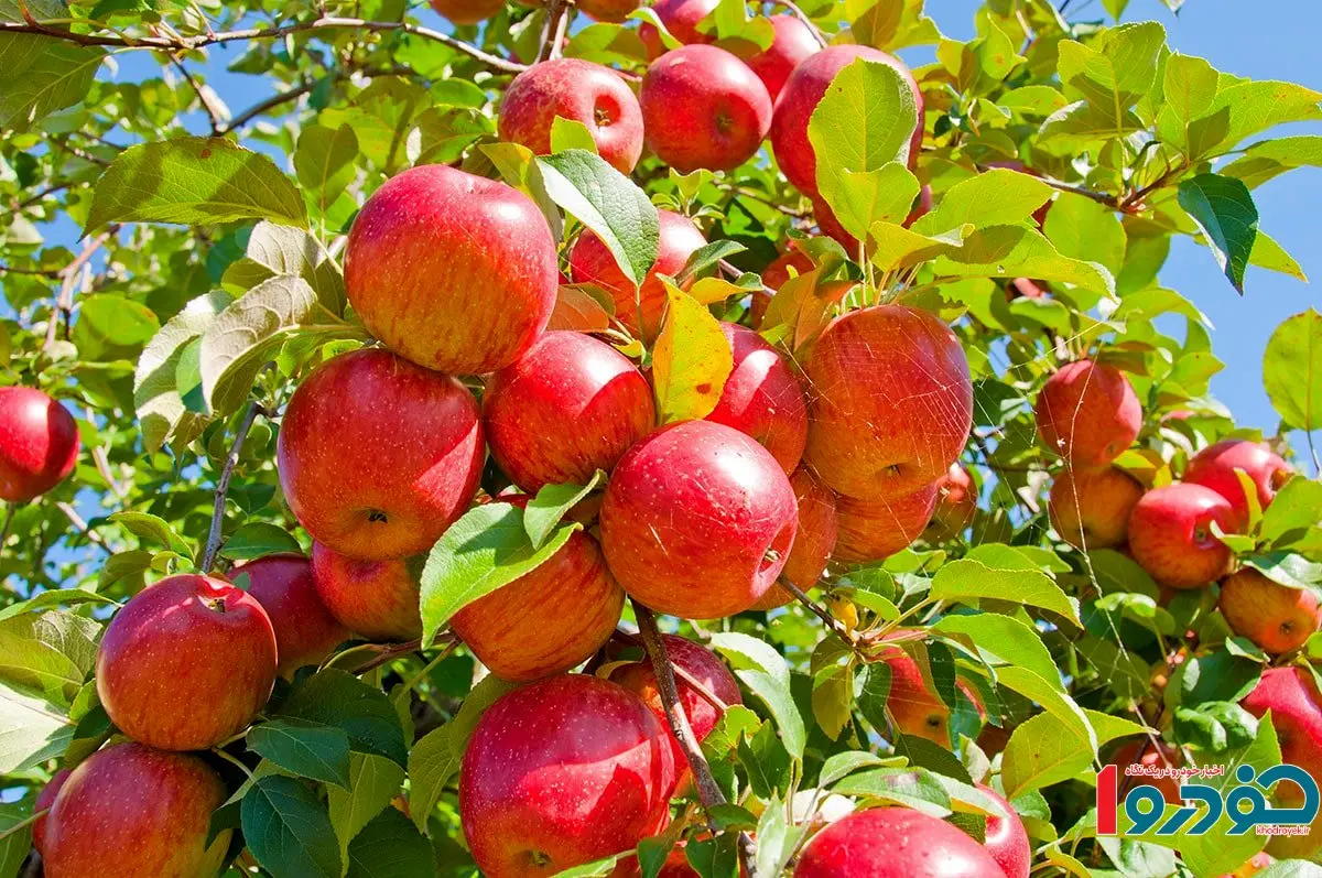 سیب کشاورزان این شهرستان خریداری شد