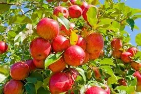 سیب کشاورزان این شهرستان خریداری شد