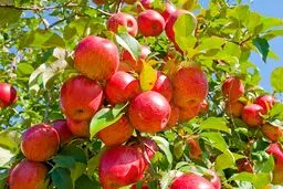 سیب کشاورزان این شهرستان خریداری شد