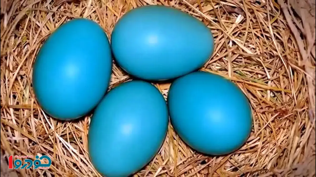 تخم مرغ آبی به سفره ایرانی ها رسید + قیمت نجومی
