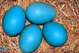 تخم مرغ آبی به سفره ایرانی ها رسید + قیمت نجومی