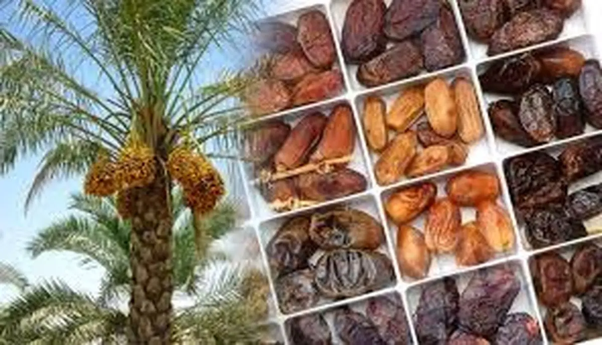 قیمت خرما به ۴۰۰ هزار تومان رسید + نرخ کامل آبان ۱۴۰۴