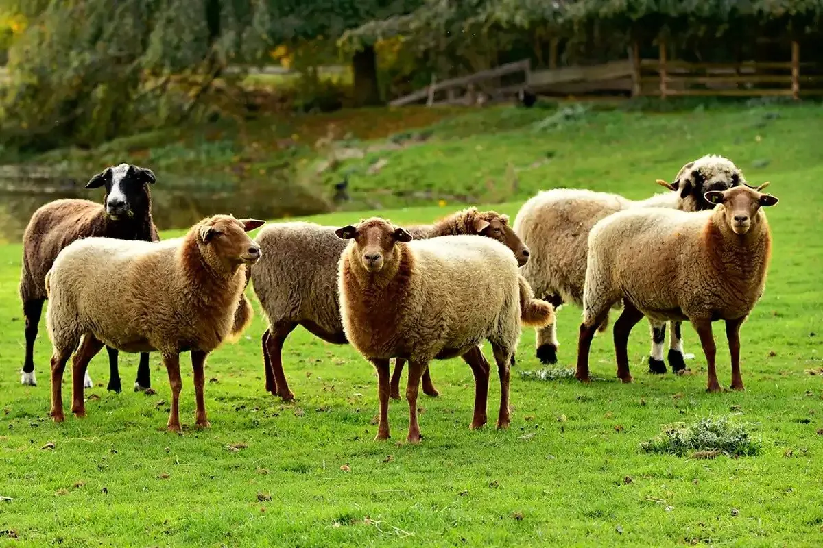 گوسفند در کمال ناباوری در ایران ارزان شد
