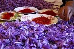 یک کیلو زعفران چند شد؟