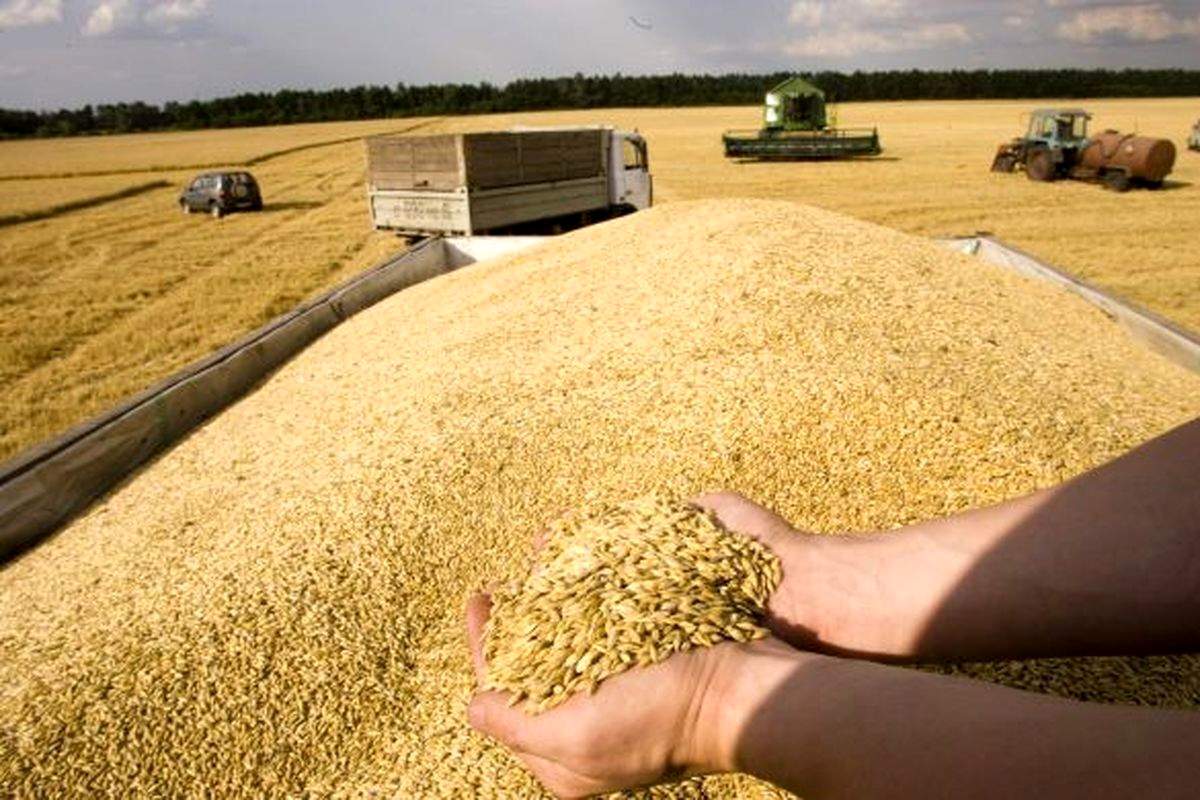 سیل عظیمی از گندم به ایران رسید