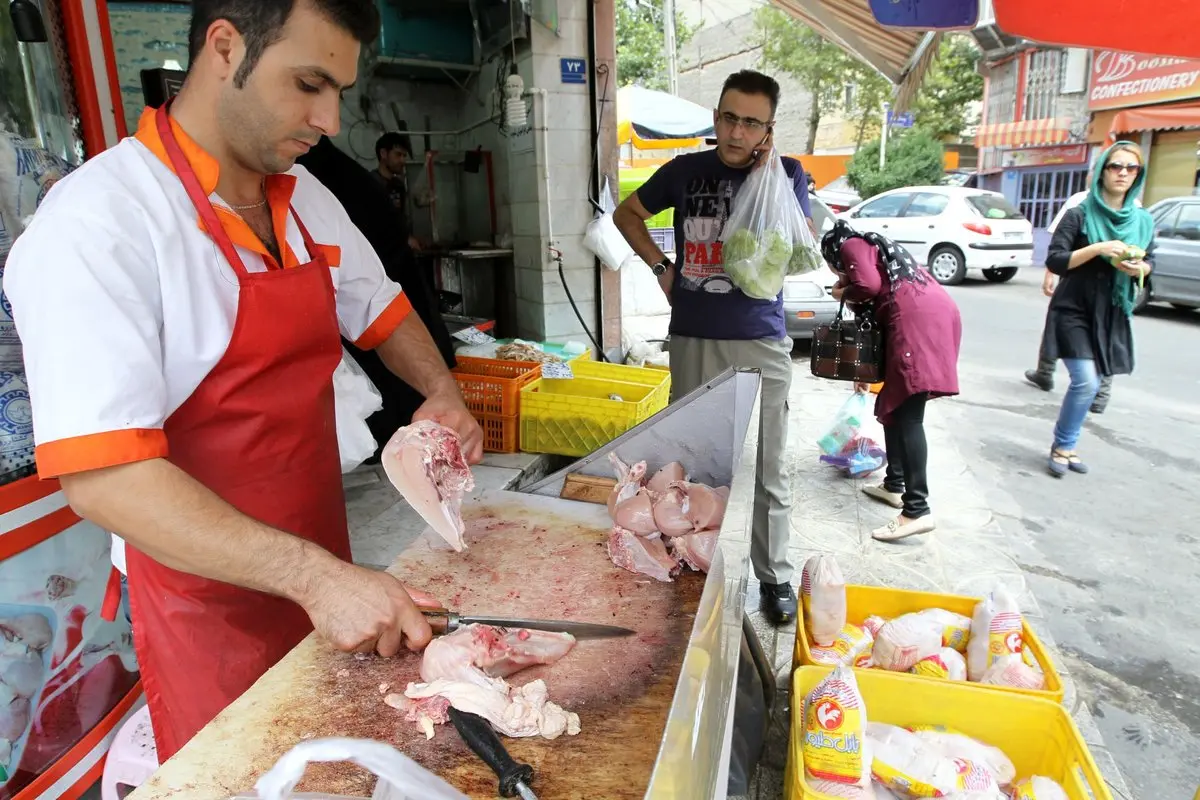 محموله های مرغ تنظیم بازاری در راه تهران + محل عرضه