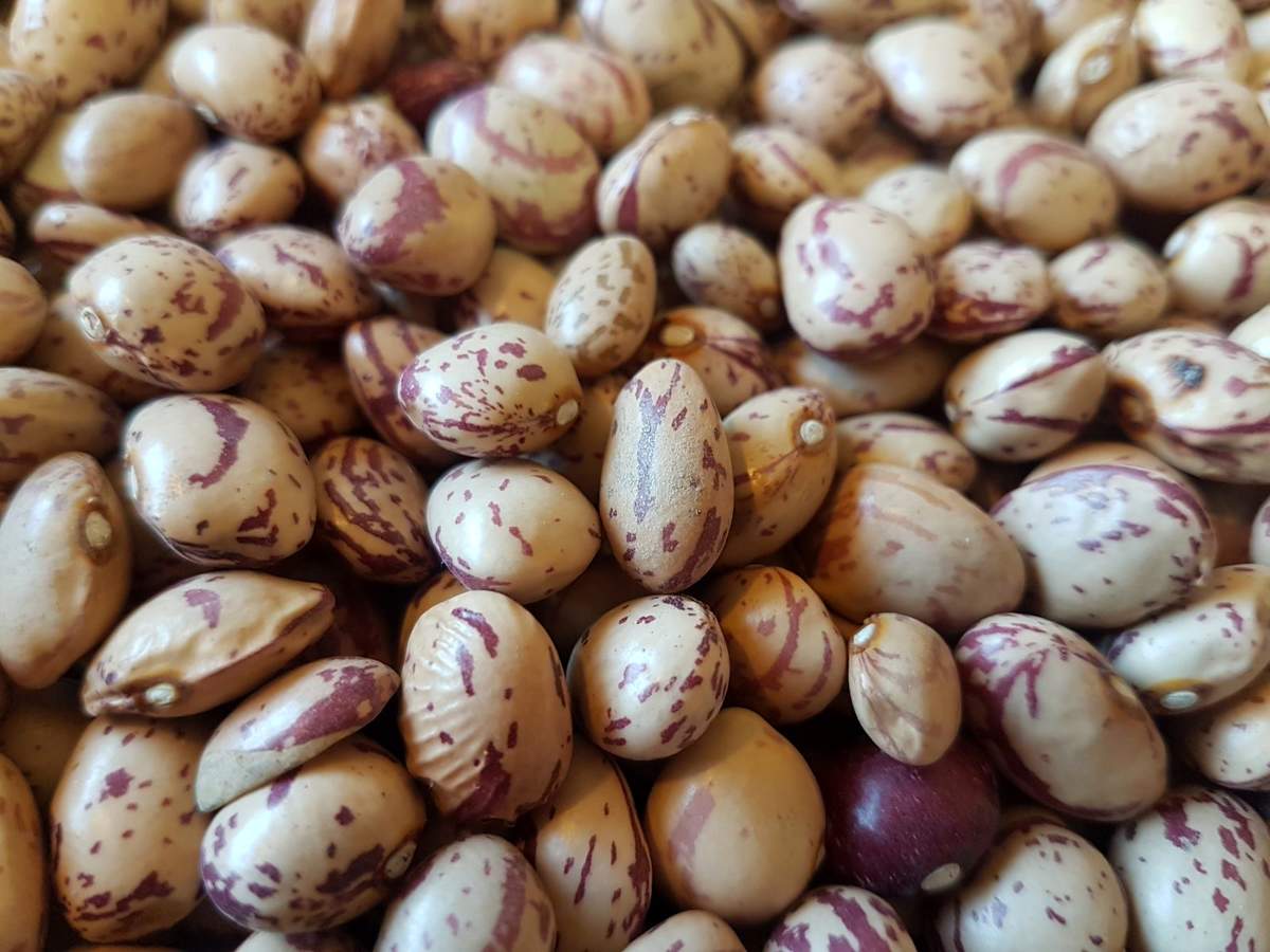 طلسم قیمت لوبیا شکسته میشود؟